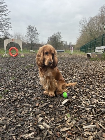 Urus, cocker anglais, mascotte de l'application Woofy