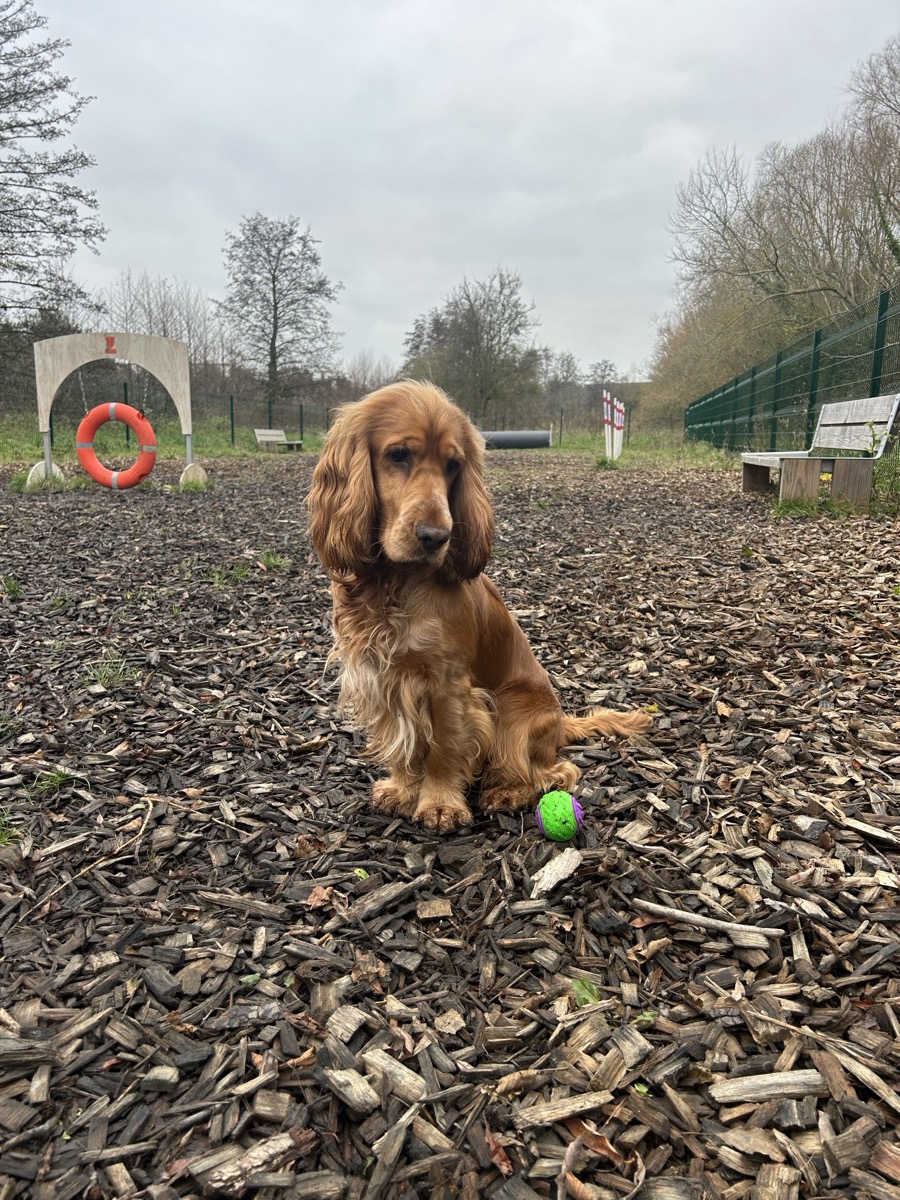 Urus, un cocker anglais, assis dans un parc à chiens